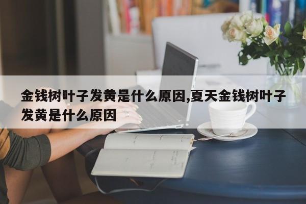 金钱树叶子发黄是什么原因,夏天金钱树叶子发黄是什么原因