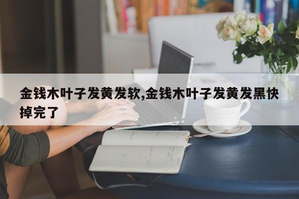 金钱木叶子发黄发软,金钱木叶子发黄发黑快掉完了