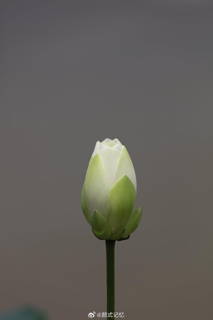 说女人白莲花什么意思,形容女生白莲花是什么意思