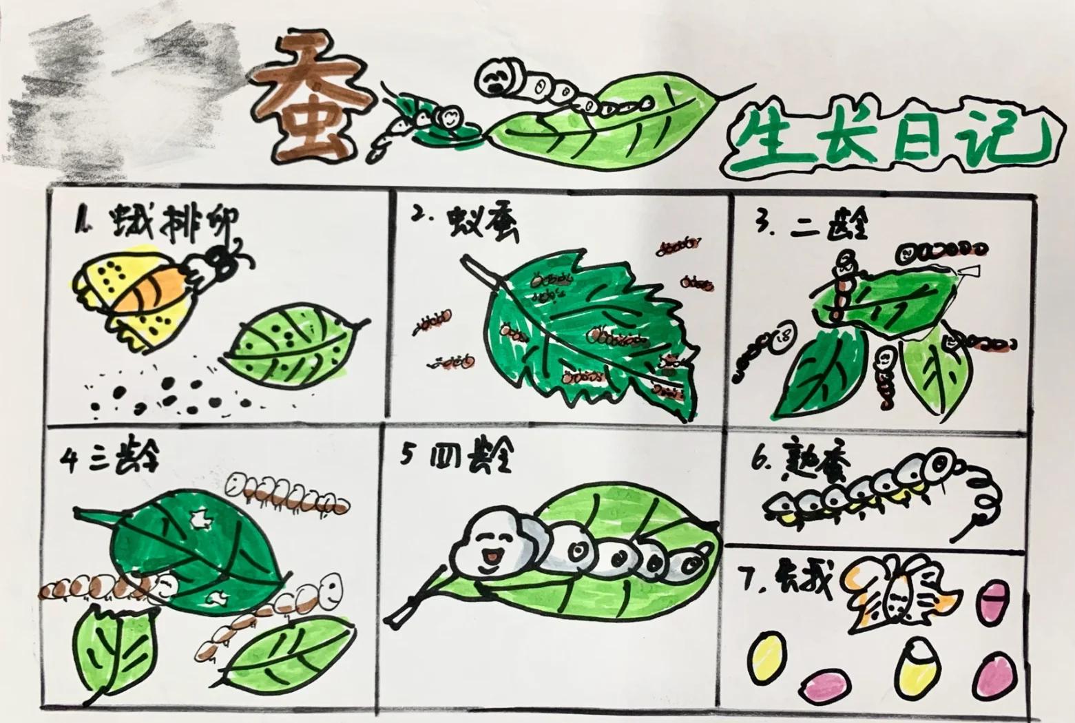 蚕蛾出来能活几天,蚕蛾出来以后怎么办