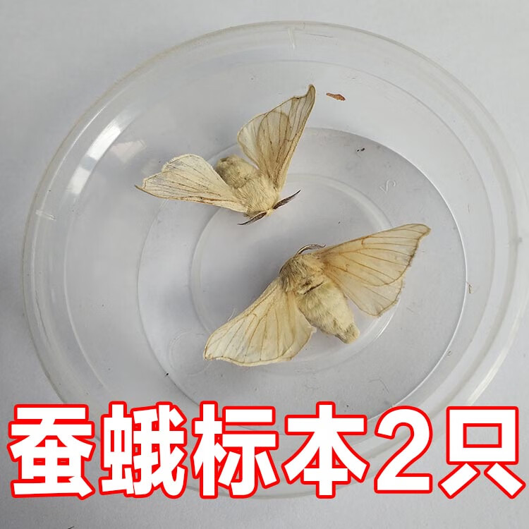 蚕蛾出来能活几天,蚕蛾出来以后怎么办