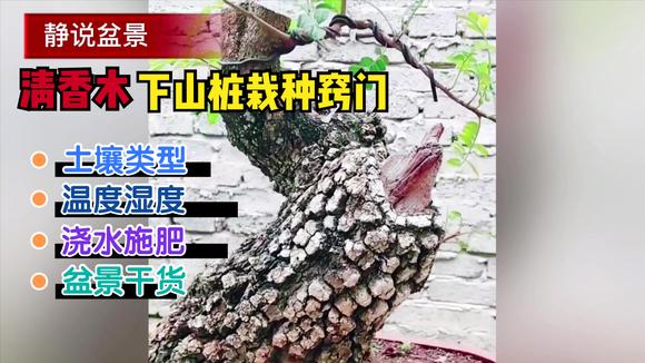 雀梅下山桩,雀梅下山桩怎么栽培
