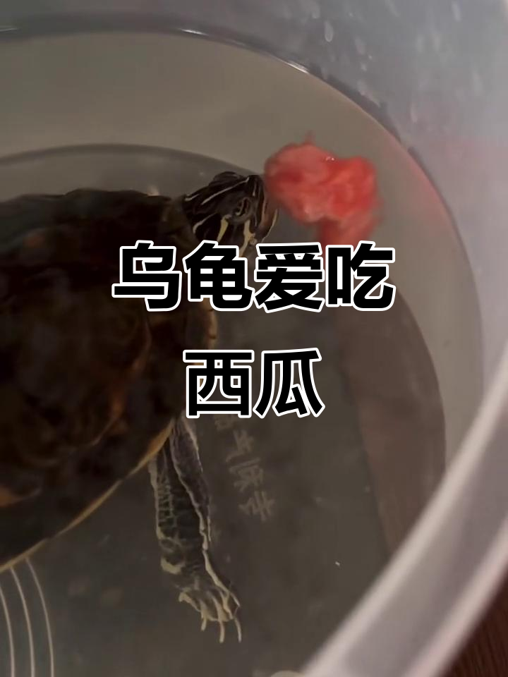 巴西龟可以吃吗,野生巴西龟可以吃吗