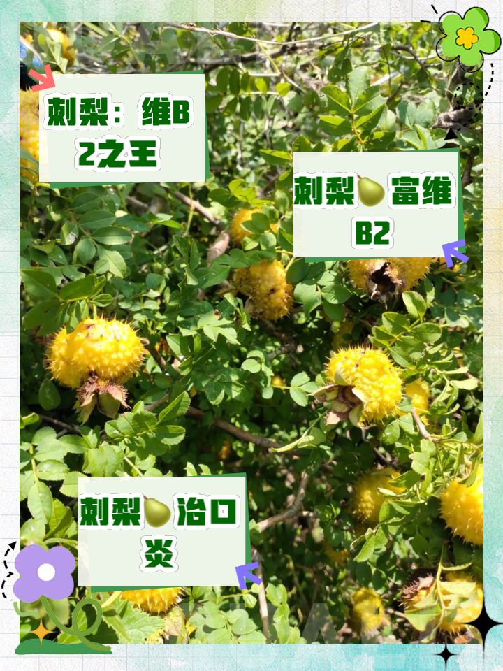 水果之王第一名是什么,水果之王第一名是什么水果