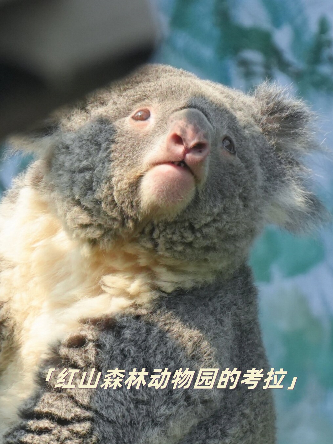 考拉来自哪里,考拉来自哪里用英语怎么说