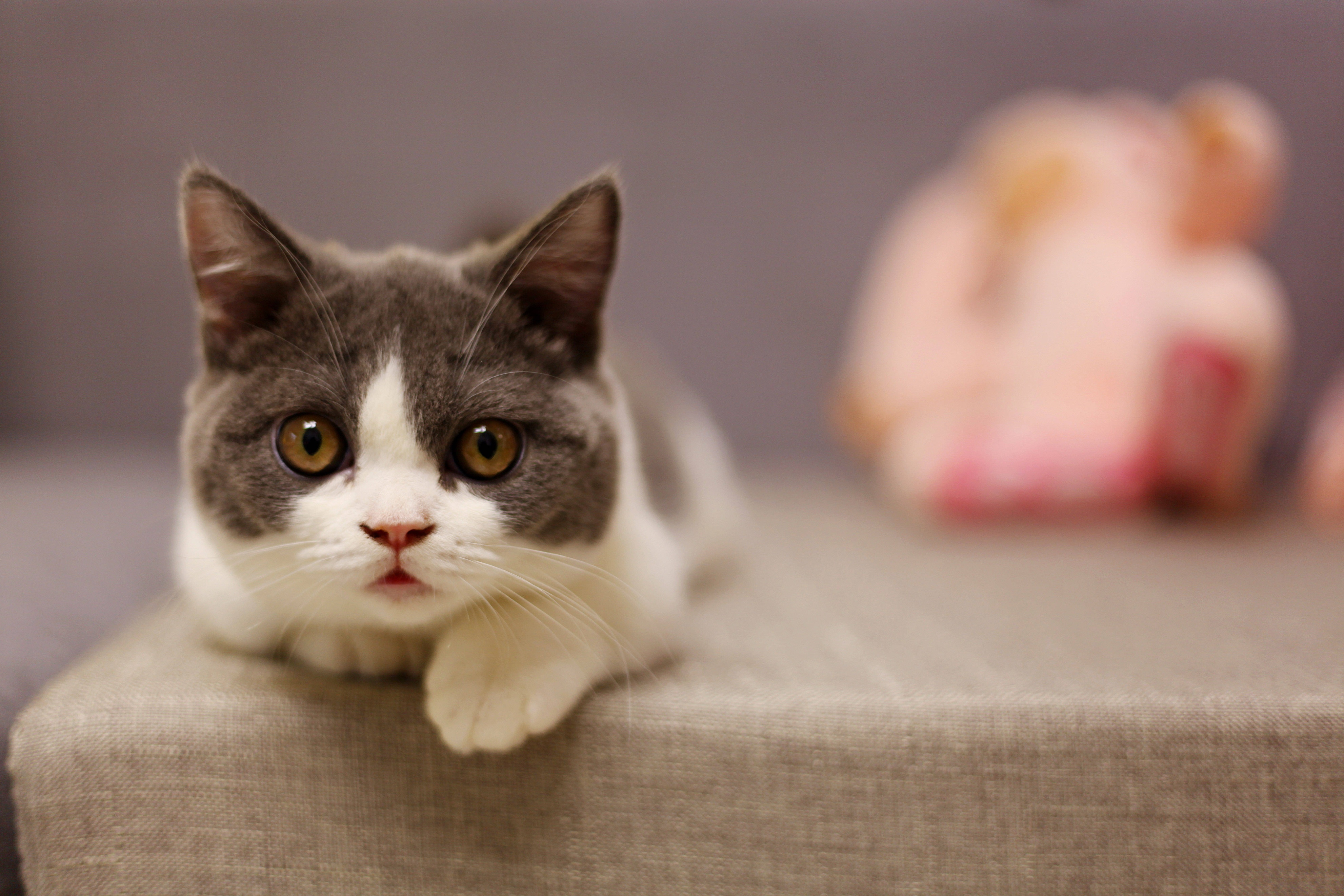 m猫咪,猫咪叫声播放