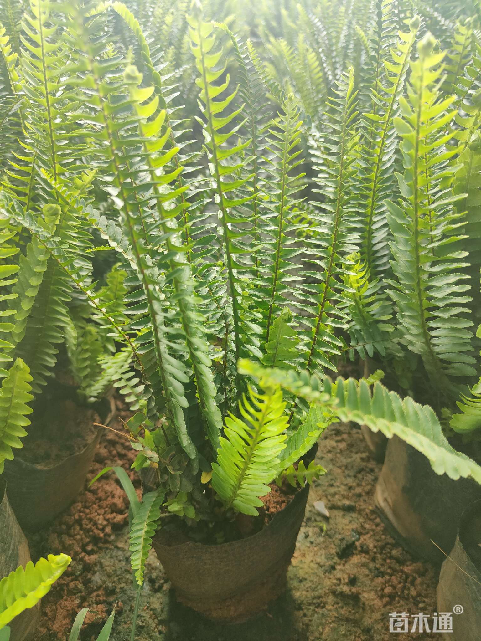 蜈蚣草图片,水蜈蚣草图片