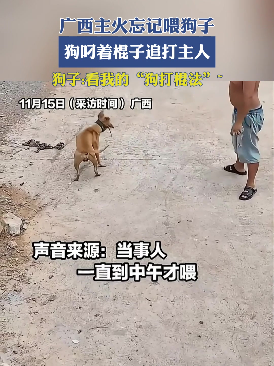 打了狗狗后不亲近主人,打完狗狗以后和主人不亲了