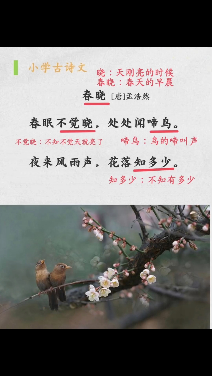 春晓诗,春晓诗作者是谁