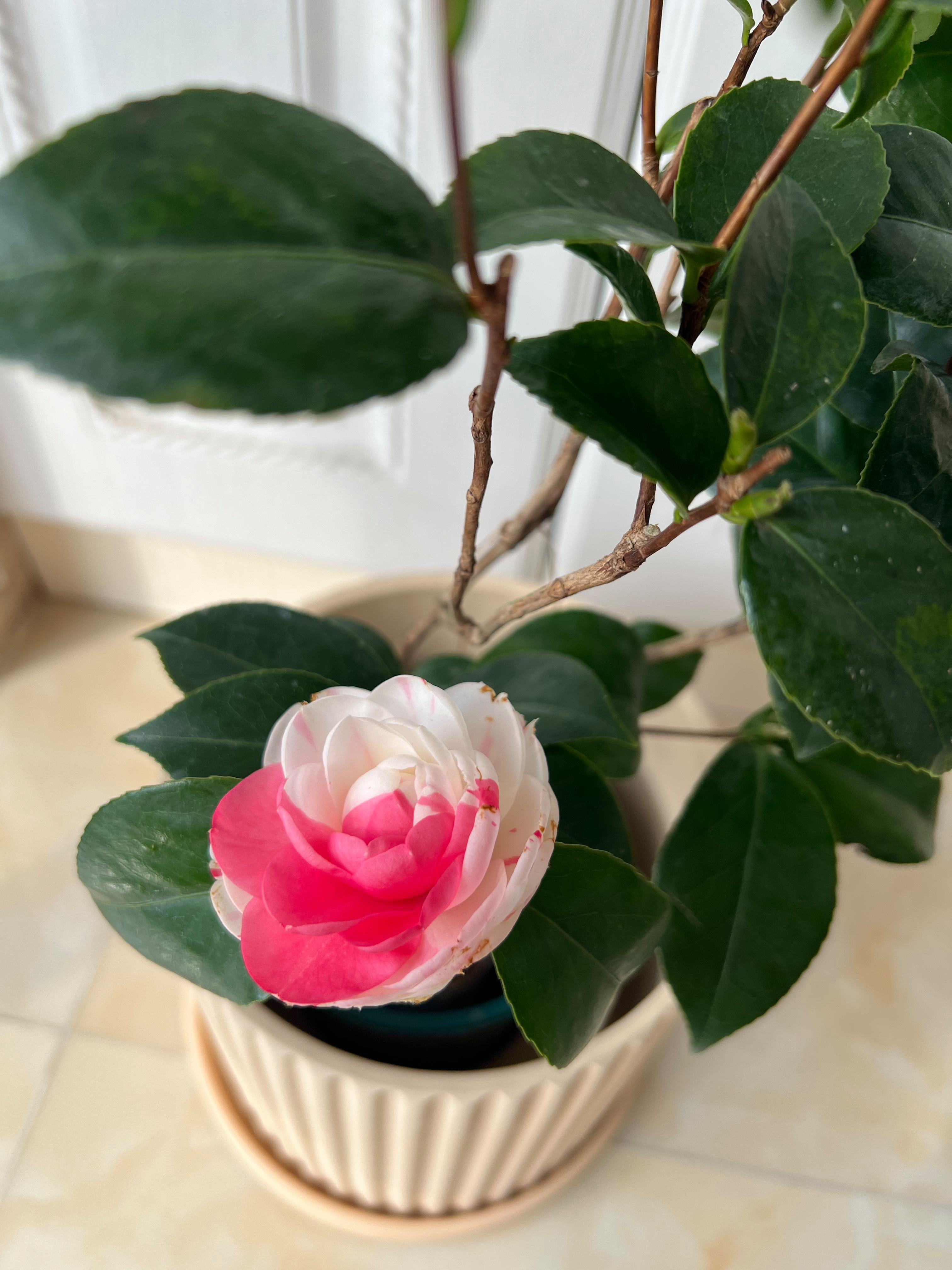 茶花适合在室内养吗,茶花适合在室内养吗?