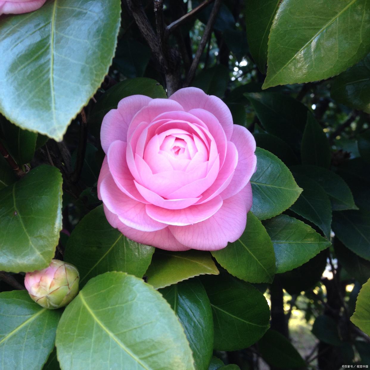 茶花适合在室内养吗,茶花适合在室内养吗?