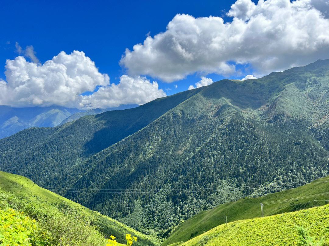巴郎山,巴郎山绿绒蒿