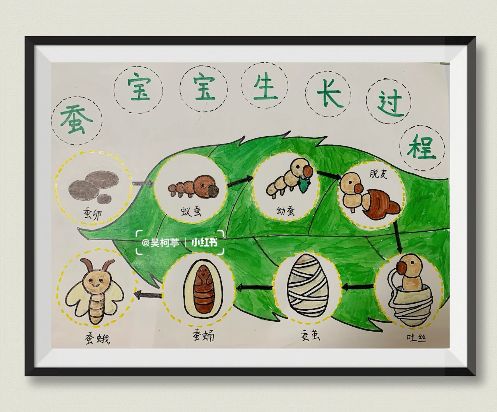 蚕的生长过程图片,蚕的生长过程图片和视频
