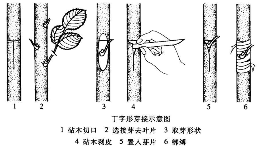 果树嫁接技术图解,果树嫁接技术图解书籍