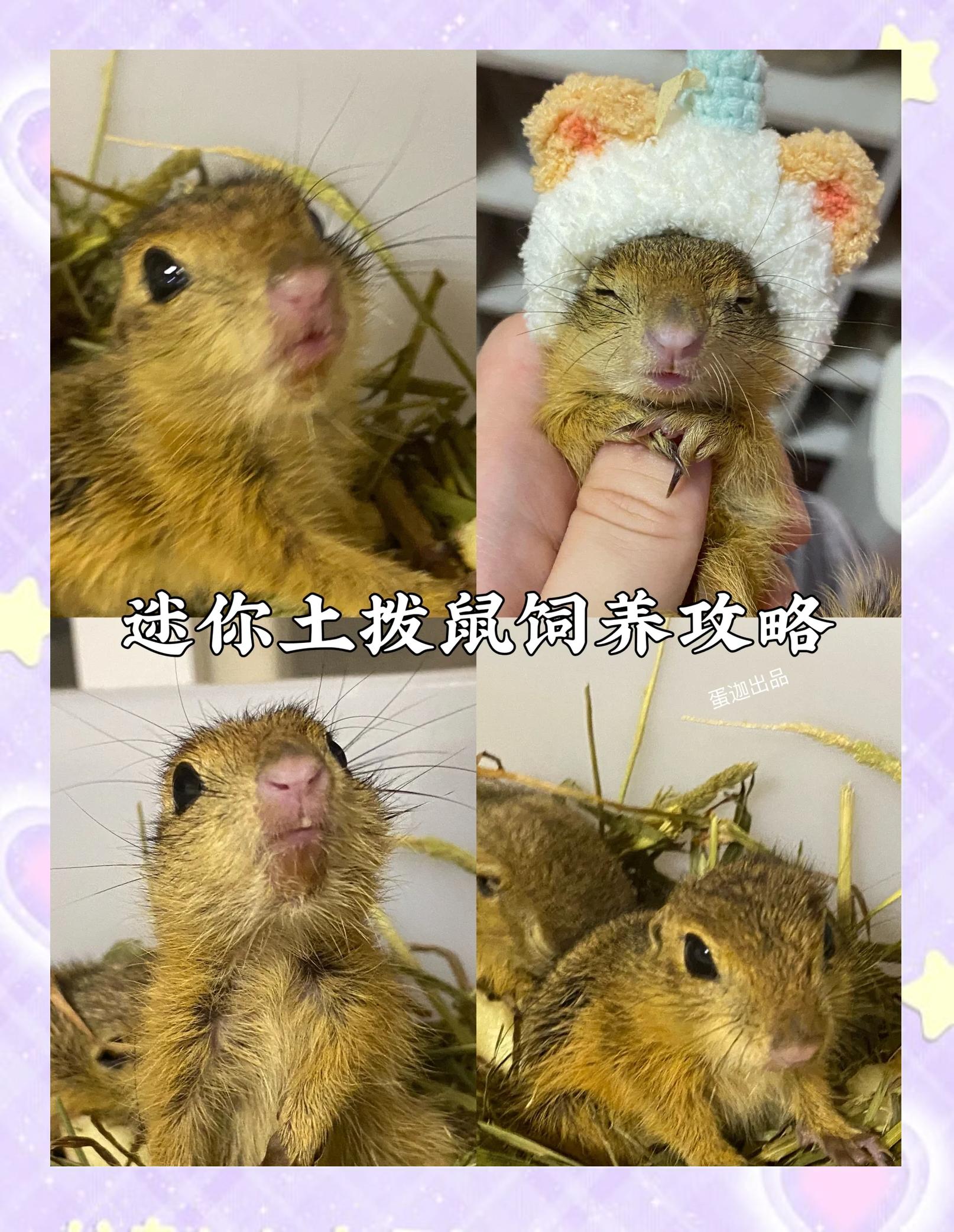 土拨鼠适合当宠物吗,土拨鼠可以当宠物吗拨鼠会认识主人吗