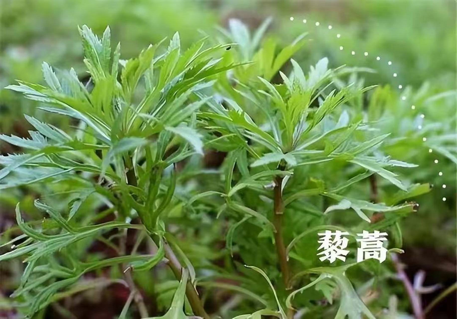 黎蒿图片,藜蒿的功效与作用