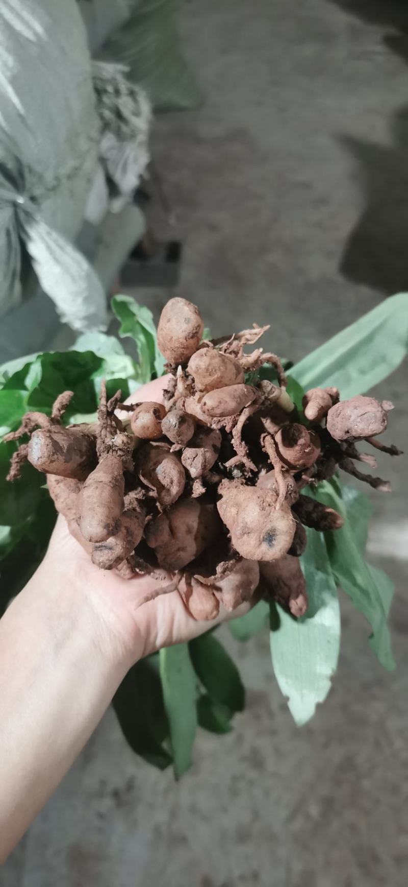鸡鸡草,鸡窝草草药图片