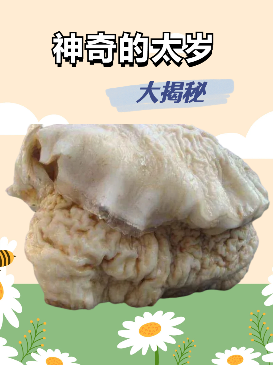 西安肉灵芝,西安肉灵芝新闻