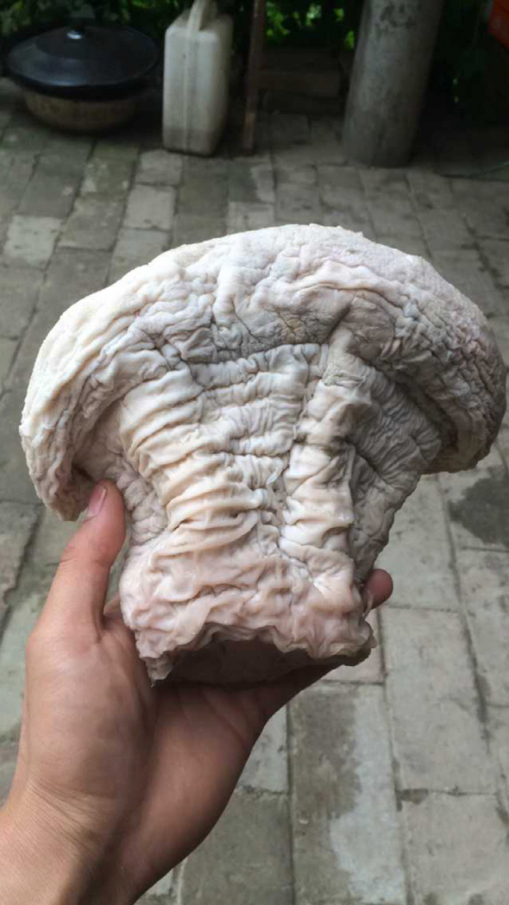 西安肉灵芝,西安肉灵芝新闻