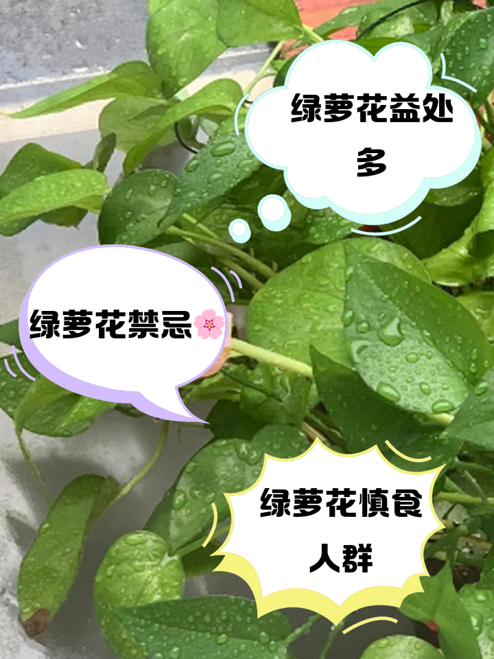 家里养绿萝的禁忌,家里养绿萝有讲究吗