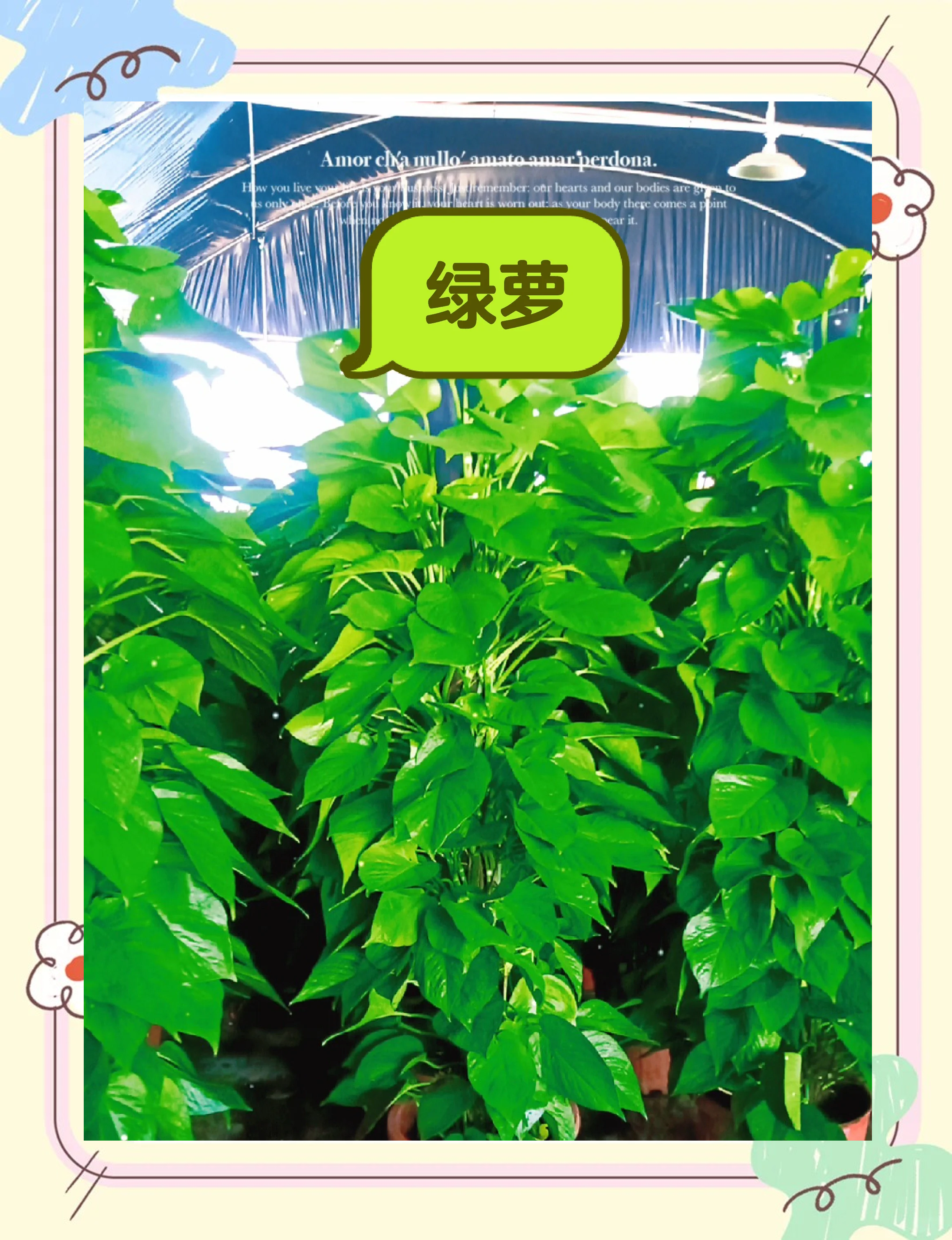 家里养绿萝的禁忌,家里养绿萝有讲究吗