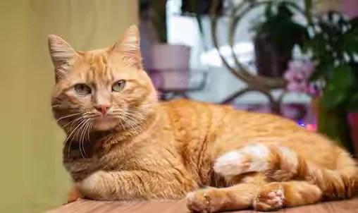 猫咪吧,猫咪吧唧吧唧嘴是怎么了
