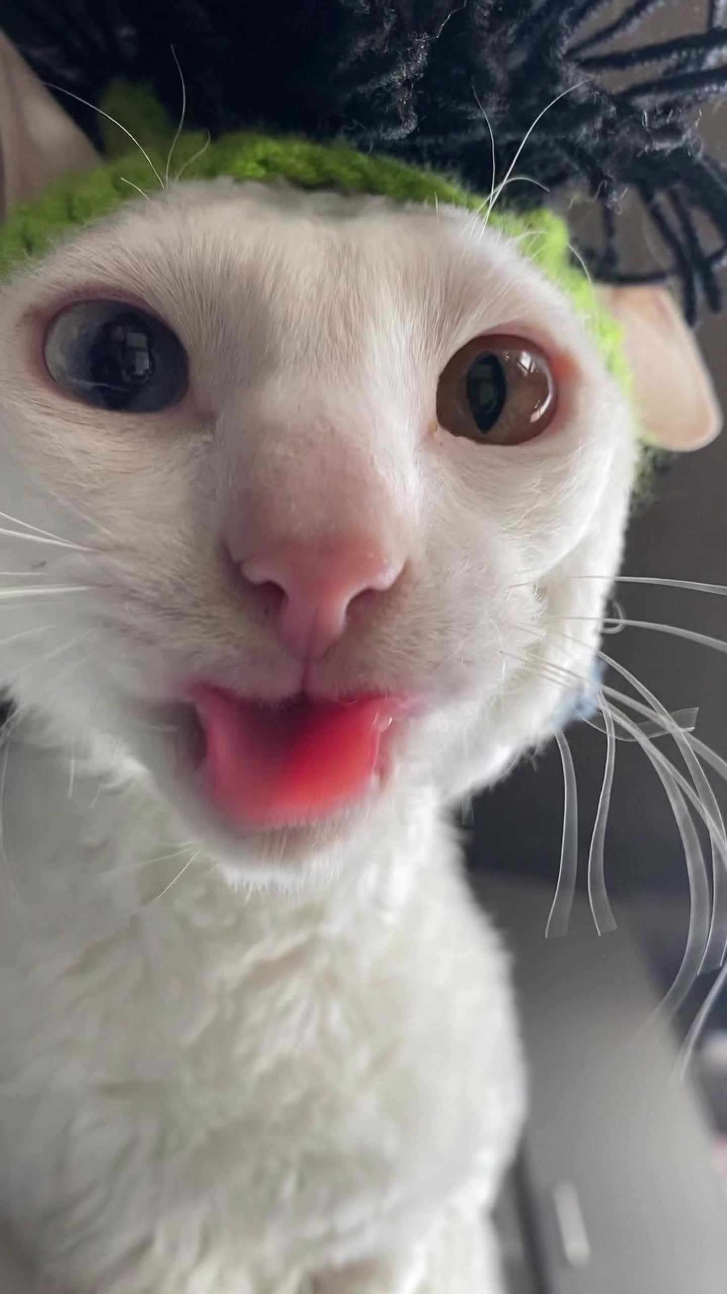 猫咪吧,猫咪吧唧吧唧嘴是怎么了