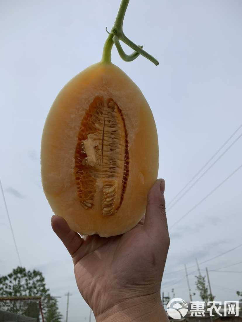 白皮红心的甜瓜叫什么,红皮白心的红薯的功效与作用