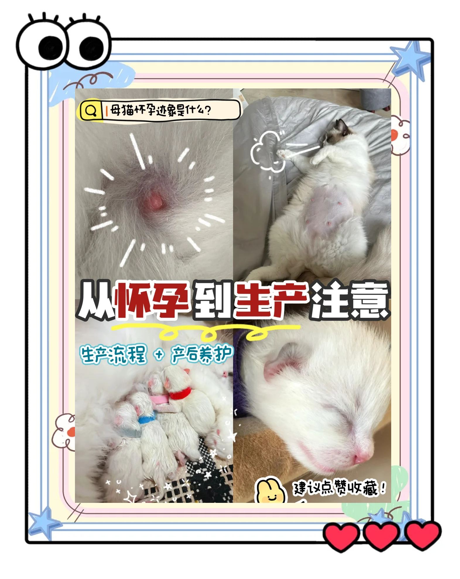 母猫配种成功后的表现,母猫配种完成后短期有什么变化