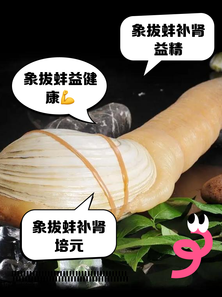 象鼻蚌,象拔蚌的功效与作用
