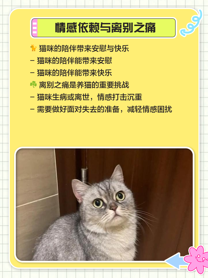 养猫好吗,养猫好吗家里会带来财运吗