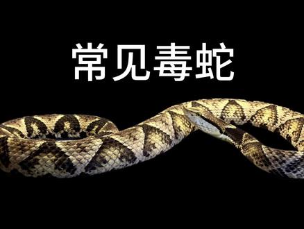 五步蛇和眼镜王蛇谁毒,五步蛇和眼镜王蛇哪个毒性大