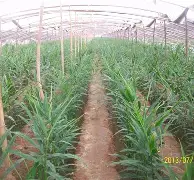 姜已康降为厅级,姜已康降为厅级了吗