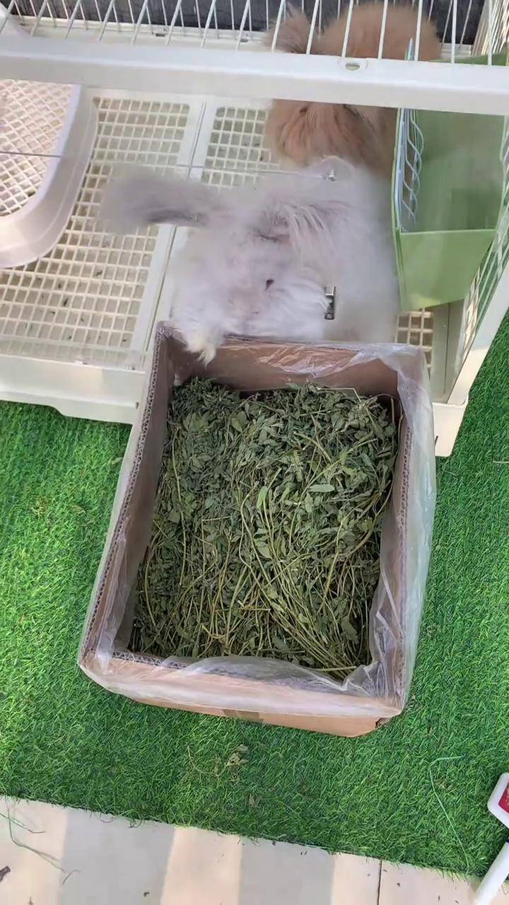 小兔子吃什么,小兔子吃什么好养活