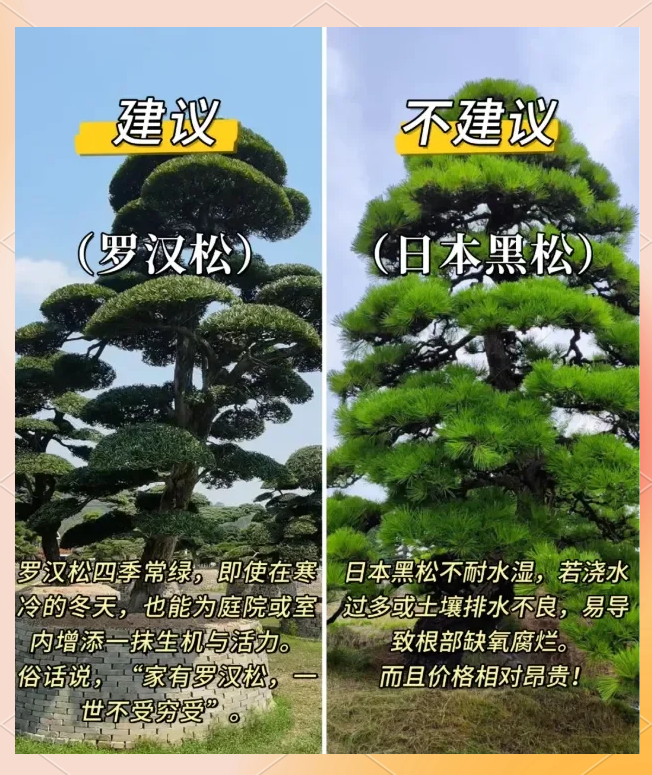 最值钱的树木排名,最值钱的树木排名榜