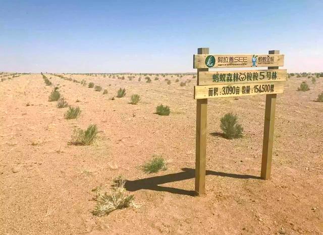 蚂蚁森林能量群2020,蚂蚁森林能量群2023