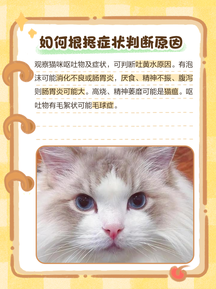 猫咪吐了黄水怎么回事,猫咪吐黄水怎么回事不想吃东西