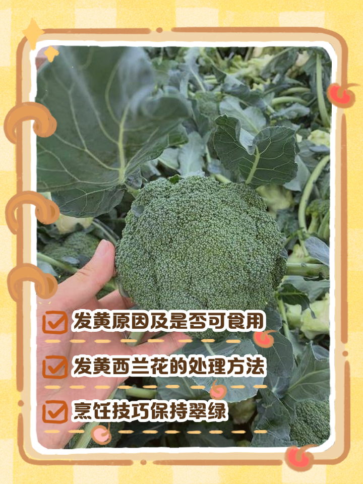 西兰花变黄了还能吃吗,西兰花变黄了还能吃吗详解