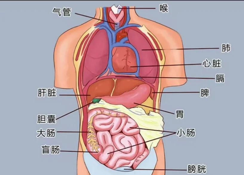 五脏六腑顺口溜,五脏六腑顺口溜大全