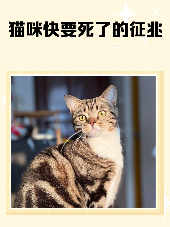 猫咪感冒多久会死,猫咪吃了布洛芬还能救活嘛
