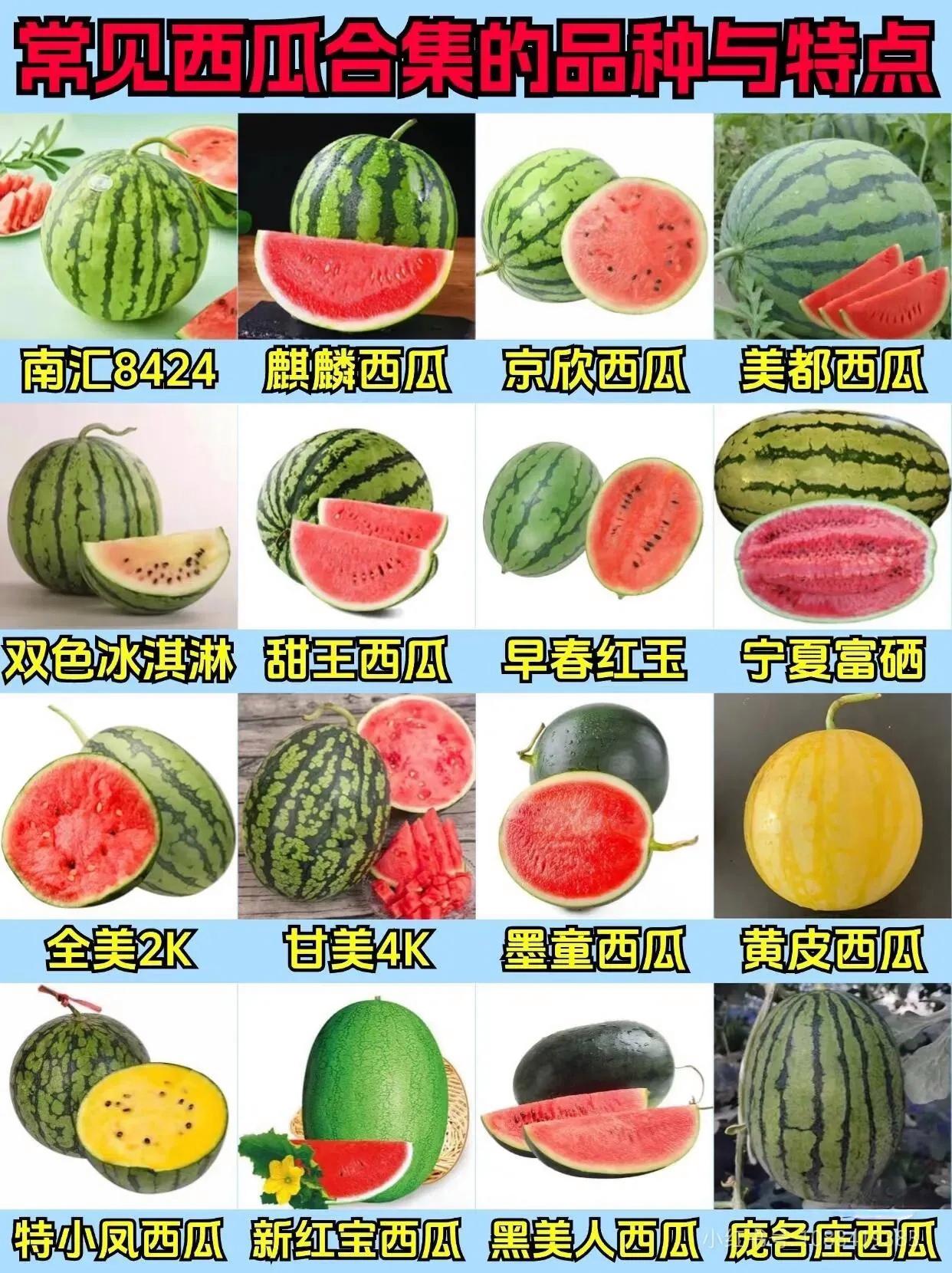 西瓜为什么叫西瓜,西瓜为什么叫西瓜不叫绿瓜