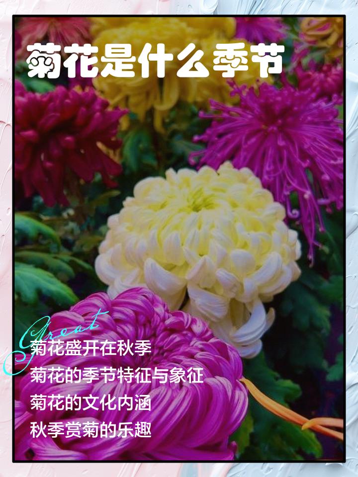 菊花什么时候开,荷花什么时候开