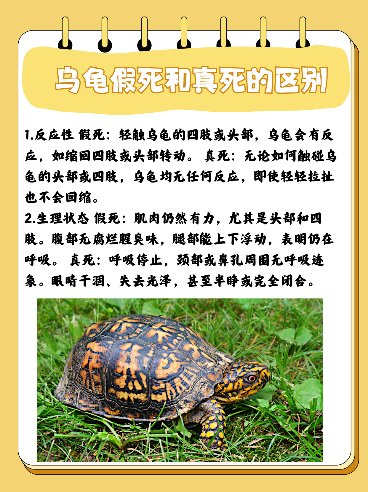 乌龟的寿命有多长,什么龟能活10000年