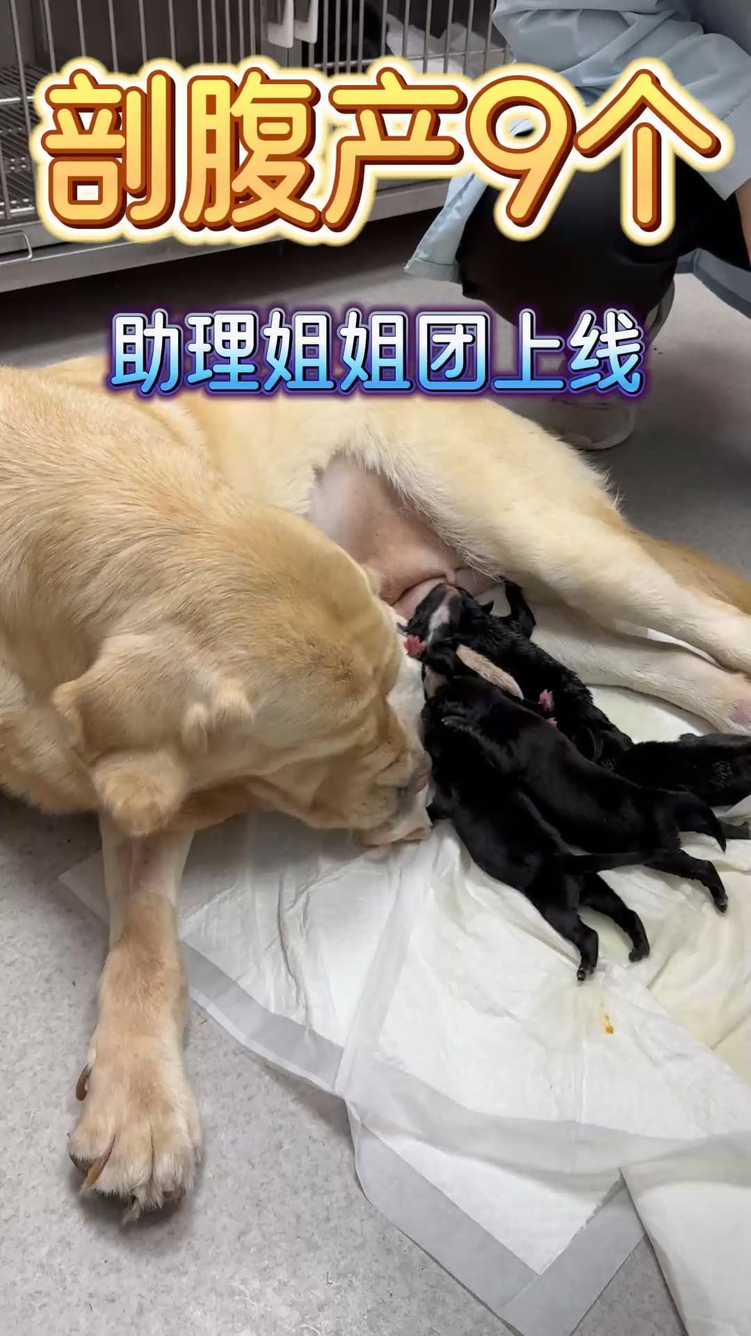 一女子和自己家狗产子,黑龙江一女子高校产子