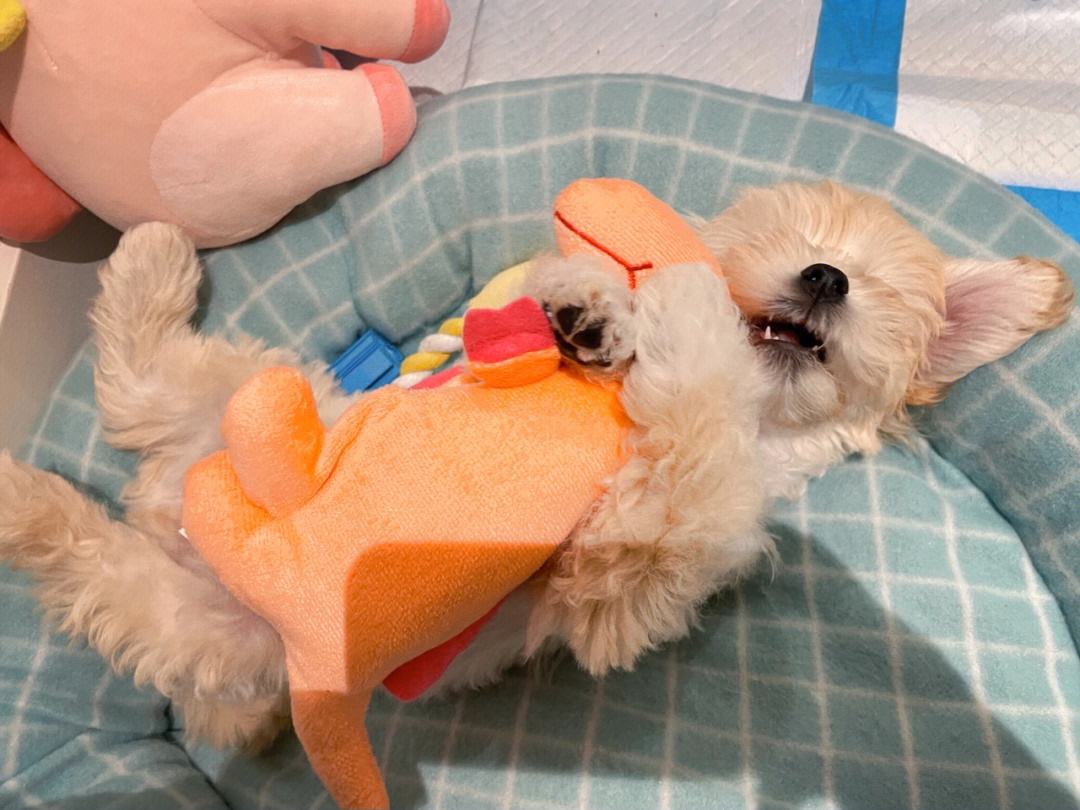 sweetdreams,sweetdreams游戏