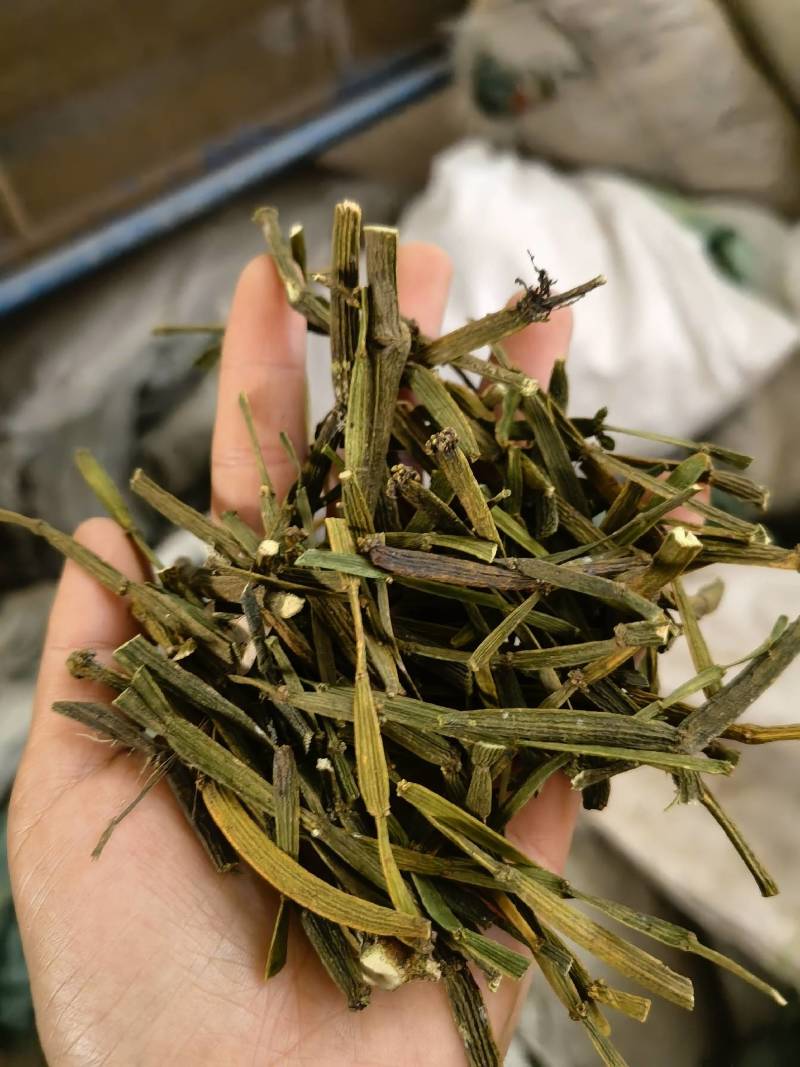 槲寄生下,槲寄生下的吻全文阅读