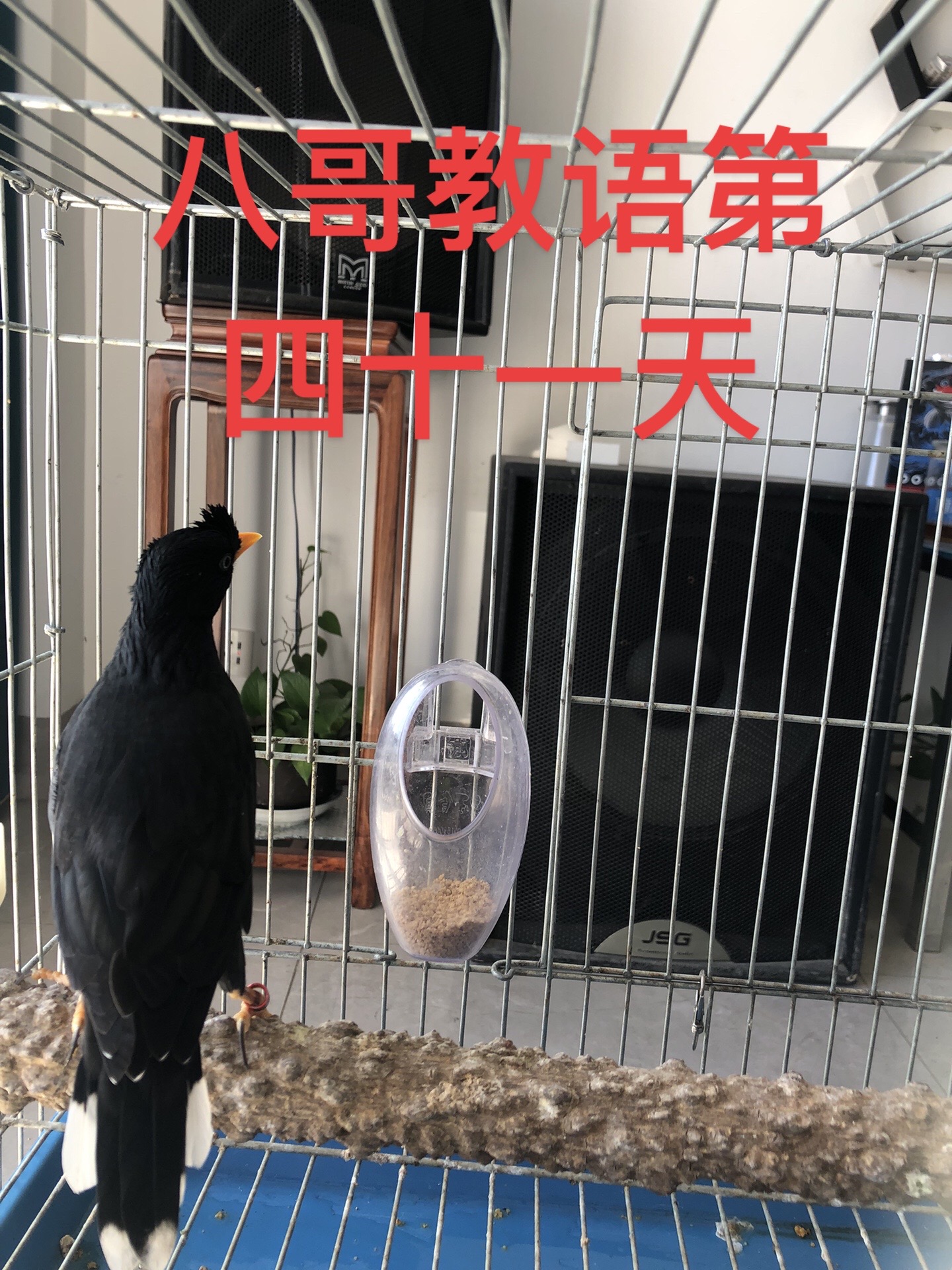 海八哥和黑八哥哪个好,海八哥黑八哥哪个好开口