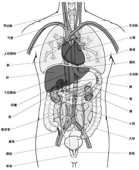 人体解剖图五脏,人体解剖图五脏六腑真实版图片