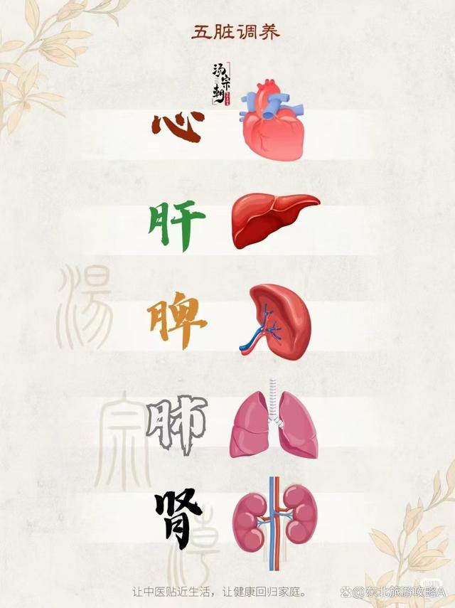 人体解剖图五脏,人体解剖图五脏六腑真实版图片