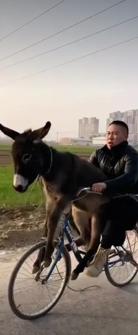驴子骑马打一动物,驴子 马